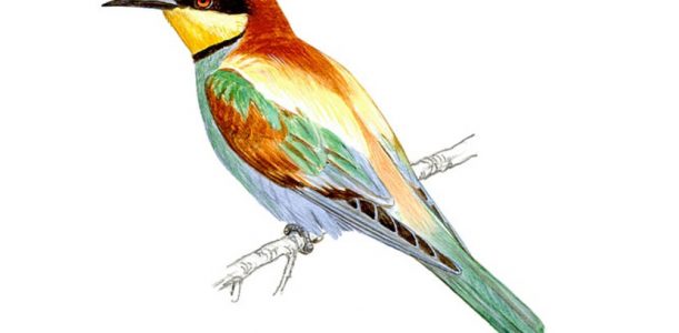 EL ABEJARUCO